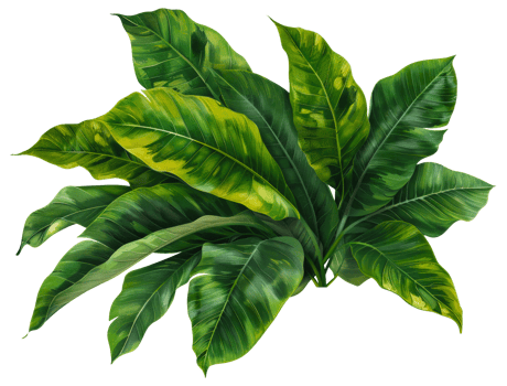 AI generated Large monstera leaves with natural patterns on transparent background - stock png. png