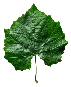 AI generated Lush green grape leaf with intricate veins on transparent background - stock png. png