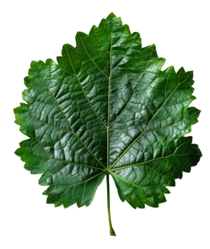 AI generated Lush green grape leaf with intricate veins on transparent background - stock png. png