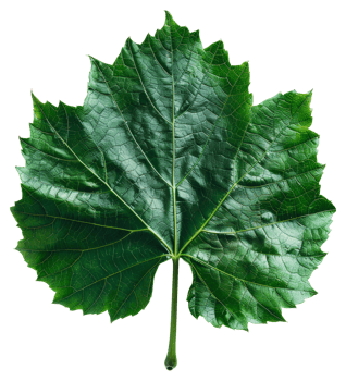 AI generated Lush green grape leaf with intricate veins on transparent background - stock png. png