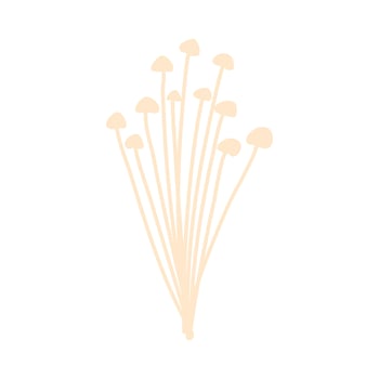 Enoki Mushrooms Gold Needle Enokitaki illustration vector