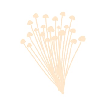 Enoki Mushrooms Gold Needle Enokitaki illustration vector