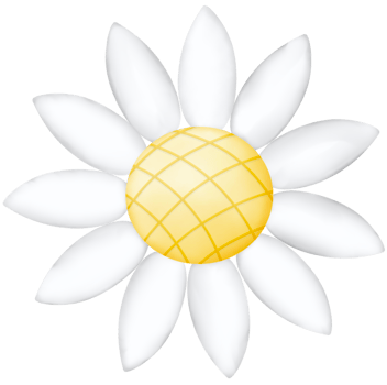 White blooming flowers png