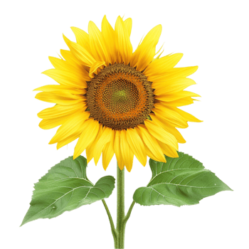 AI generated Beautiful Flowering Sunflower in the Field Isolated on Transparent Background, Capturing the Vibrant Beauty of Nature's Summer Bloom generative AI png