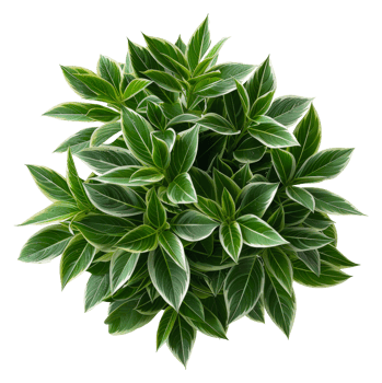 AI generated Lush variegated hosta plant with green and white leaves on transparent background - stock png. png