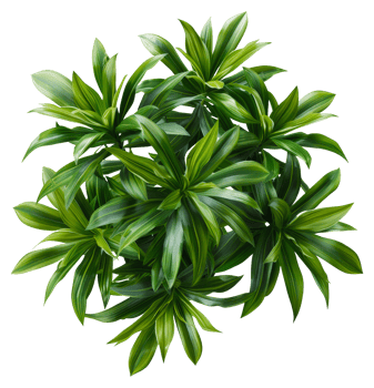 AI generated Fresh green variegated plant with vibrant leaves on transparent background - stock png. png