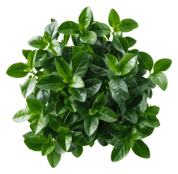 AI generated Lush green hosta plant with variegated leaves on transparent background - stock png. png