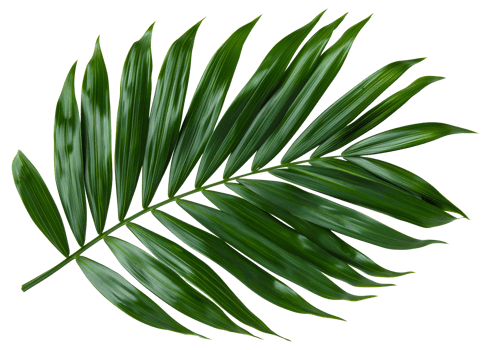 AI generated Single vibrant green palm leaf with natural patterns on transparent background - stock png. png