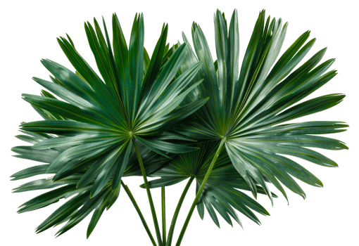 AI generated Tropical palm leaves fan display with deep green color on transparent background - stock png. png