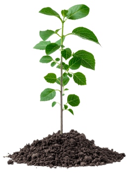 AI generated Young green plant emerging from rich soil on transparent background - stock png. png