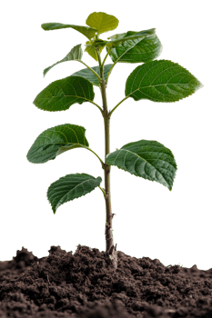AI generated Young green plant emerging from rich soil on transparent background - stock png. png