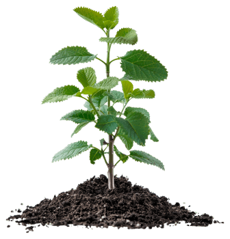 AI generated Young green plant emerging from rich soil on transparent background - stock png. png