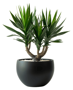 AI generated Yucca plant with spiky leaves in classic terracotta pot on transparent background - stock png. png