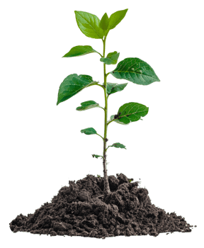 AI generated Young green plant emerging from rich soil on transparent background - stock png. png