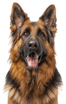 AI generated Alert German Shepherd dog with tongue out looking friendly on transparent background - stock png. png