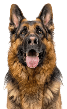 AI generated Alert German Shepherd dog with tongue out looking friendly on transparent background - stock png. png