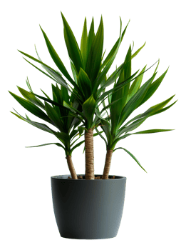AI generated Yucca plant with spiky leaves in classic terracotta pot on transparent background - stock png. png