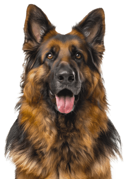 AI generated Alert German Shepherd dog with tongue out looking friendly on transparent background - stock png. png