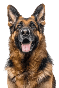 AI generated Alert German Shepherd dog with tongue out looking friendly on transparent background - stock png. png