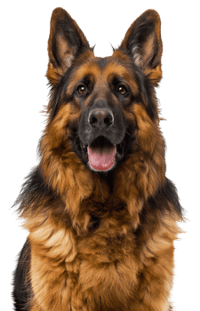AI generated Alert German Shepherd dog with tongue out looking friendly on transparent background - stock png. png