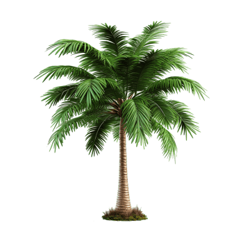 AI generated Palm tree isolated on transparent background png