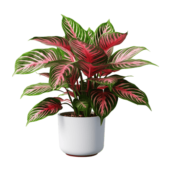 AI generated Aglaonema plant isolated on transparent background png