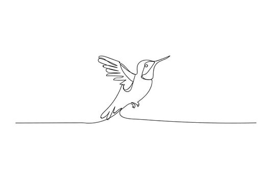 Hummingbird  bird, black line drawing, one line outline on white background vector