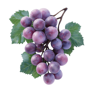 AI generated Juicy ripe grapes isolated on a white background, Healthy organic juicy fruit and fresh natural ingredients, AI generated, PNG transparent