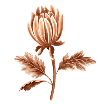 Flower chrysanthemum bud in watercolor, monochrome, isolated . Hand drawn botanical illustration in brown color. Vintage floral drawing template for wallpaper, textile, scrapbooking png