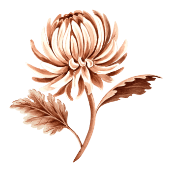 Flower chrysanthemum in watercolor, monochrome, isolated . Hand drawn botanical illustration in brown color. Vintage floral drawing template for wallpaper, textile, scrapbooking. png
