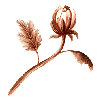 Flower chrysanthemum bud in watercolor, monochrome, isolated . Hand drawn botanical illustration in brown color. Vintage floral drawing template for wallpaper, textile, scrapbooking png