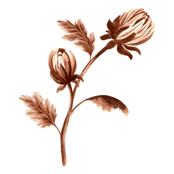 Flower chrysanthemum bud in watercolor, monochrome, isolated . Hand drawn botanical illustration in brown color. Vintage floral drawing template for wallpaper, textile, scrapbooking png