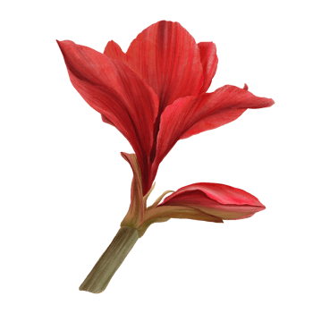 Red amaryllis flowers, stems and buds, hippeastrum plant. Hand drawn watercolor illustration for your botanical, floral sticker, card, wedding, birthday invitation card print  background png