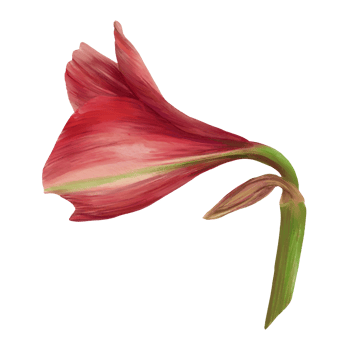Red amaryllis flowers, stems and buds, hippeastrum plant. Hand drawn watercolor illustration for your botanical, floral sticker, card, wedding, birthday invitation card print  background png