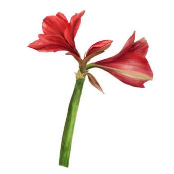 Red amaryllis flowers, stems and buds, hippeastrum plant. Hand drawn watercolor illustration for your botanical, floral sticker, card, wedding, birthday invitation card print  background png
