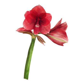 Red amaryllis flowers, stems and buds, hippeastrum plant. Hand drawn watercolor illustration for your botanical, floral sticker, card, wedding, birthday invitation card print  background png