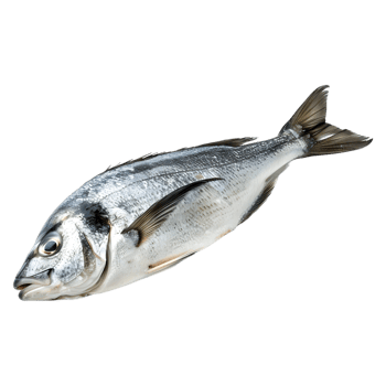 AI generated Fresh Ocean Fish on Transparent background - Ai Generated png
