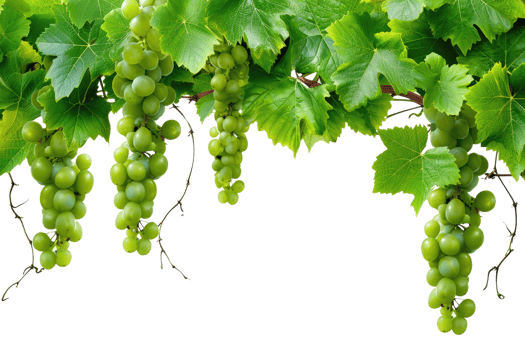 AI generated green grapevine isolated on transparent background png