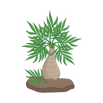 illustration of palm vector