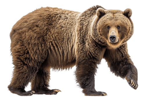 AI generated Majestic brown bear standing on transparent background - stock png. png