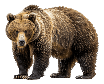 AI generated Majestic brown bear standing on transparent background - stock png. png