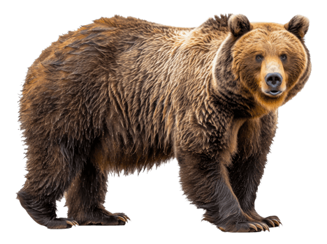 AI generated Majestic brown bear standing on transparent background - stock png. png