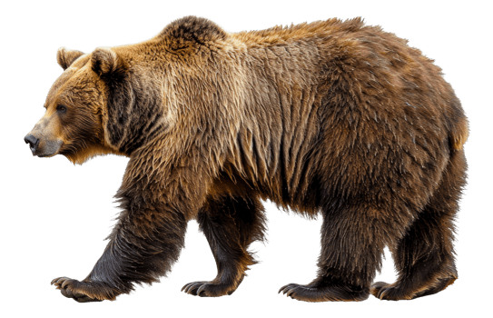AI generated Majestic brown bear standing on transparent background - stock png. png