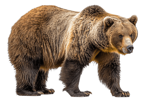 AI generated Majestic brown bear standing on transparent background - stock png. png