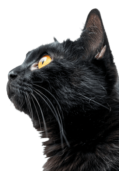 AI generated Curious black cat looking forward on transparent background - stock png. png