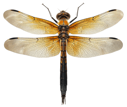 AI generated Orange dragonfly with transparent wings on transparent background - stock png. png