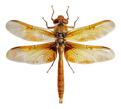 AI generated Orange dragonfly with transparent wings on transparent background - stock png. png
