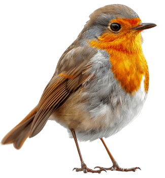 AI generated European robin perched on branch on transparent background - stock png. png