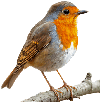 AI generated European robin perched on branch on transparent background - stock png. png