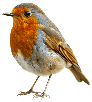 AI generated European robin perched on branch on transparent background - stock png. png
